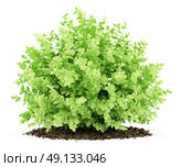 small boxwood plant isolated on white background. 3d illustration. Стоковое фото, агентство Ingram Publishing / Фотобанк Лори