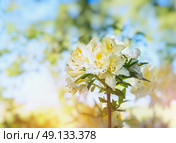 white yellow Rhododendron blooming on blurred garden background. Стоковое фото, агентство Ingram Publishing / Фотобанк Лори