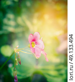 Pink shamrock flower over blurred garden background. Стоковое фото, агентство Ingram Publishing / Фотобанк Лори