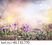 Crocuses glade with  sunlight and bokeh, sprigtime nature background. Стоковое фото, агентство Ingram Publishing / Фотобанк Лори