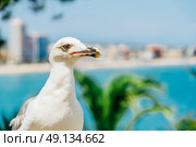 White Seagull Bird Portrait With Tropical City Skyline In Background. Стоковое фото, агентство Ingram Publishing / Фотобанк Лори