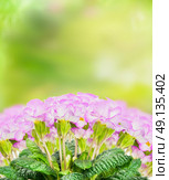 Pink pale primula blooming on green nature background. Стоковое фото, агентство Ingram Publishing / Фотобанк Лори