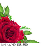 Red rose flower with green leaves on white background, corner border. Стоковое фото, агентство Ingram Publishing / Фотобанк Лори