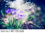 Beautiful spring nature scene with crocuses  flowers and bokeh flare. Spring day.  Floral Springtime background. Стоковое фото, агентство Ingram Publishing / Фотобанк Лори