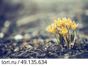Beautiful spring yellow crocuses blooming  in garden or park, outdoor nature background. Стоковое фото, агентство Ingram Publishing / Фотобанк Лори