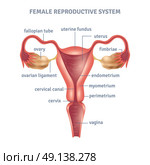 Uterus Poster. Uterus medical poster with female reproductive system scheme on white background flat vector illustration. Стоковая иллюстрация, агентство Ingram Publishing / Фотобанк Лори