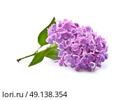 Twig lilac flower. Стоковое фото, фотограф Волошина Мария Ивановна / Фотобанк Лори