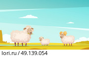 Sheep Grazing On Farmland Cartoon Poster. Domestic sheep breeding and raising farm pasture funny cartoon poster with grazing ram and lamb vector illustration . Стоковая иллюстрация, агентство Ingram Publishing / Фотобанк Лори