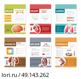 Internal Human Organs Banners . Small colorful internal human organs with description banners isolated on white background flat vector illustration . Стоковая иллюстрация, агентство Ingram Publishing / Фотобанк Лори