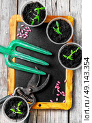 Plant seeds and seedlings. Seeds of spring flowers and garden tools. Стоковое фото, агентство Ingram Publishing / Фотобанк Лори