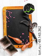 Plant seeds and seedlings. Seeds of spring flowers and garden tools. Стоковое фото, агентство Ingram Publishing / Фотобанк Лори