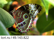 Blue Morpho butterfly sitting on green leaves in a tropical forest jungle. Beautiful insect in the nature habitat, wildlife. Стоковое фото, фотограф Iva Noel / Фотобанк Лори