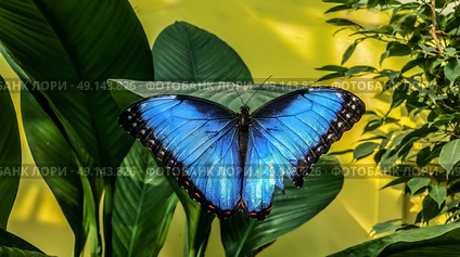 Blue Morpho butterfly sitting on green leaves in a tropical forest jungle. Beautiful insect in the nature habitat, wildlife. Стоковое фото, фотограф Iva Noel / Фотобанк Лори