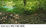 Exposed tree roots over forest floor near turquoise lake in Plitvice Lakes National Park, Croatia. Стоковое видео, видеограф Igor Tichonow / Фотобанк Лори