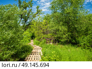 Тропа по деревянным палетам среди кустарника. Стоковое фото, фотограф Илья Старков / Фотобанк Лори