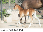 Running Marwari chestnut colt in paddock. India. Стоковое фото, агентство Ingram Publishing / Фотобанк Лори
