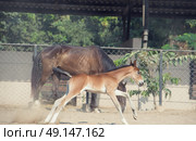 running Marwari chestnut colt in paddock. India. Стоковое фото, агентство Ingram Publishing / Фотобанк Лори