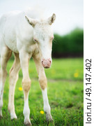 funny pony cream foal in the meadow. Стоковое фото, агентство Ingram Publishing / Фотобанк Лори