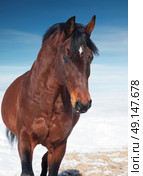 motion portrait of galloping beautiful   horse. Стоковое фото, агентство Ingram Publishing / Фотобанк Лори