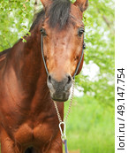 portrait of wonderful Trakehner stallion cloudy day. Стоковое фото, агентство Ingram Publishing / Фотобанк Лори