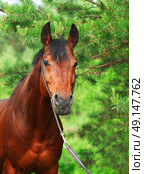 Beautiful Trakehner stallion in pine forest cloudy day. Стоковое фото, агентство Ingram Publishing / Фотобанк Лори