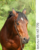Portrait of beautiful Trakehner stallion in pine forest. cloudy day. Стоковое фото, агентство Ingram Publishing / Фотобанк Лори