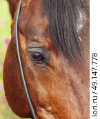 beatiful eye of the bay horse closeup. cloudy day. Стоковое фото, агентство Ingram Publishing / Фотобанк Лори