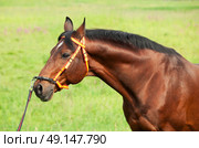 portait of amazing breed stallion in spainish halter .cloudy day. Стоковое фото, агентство Ingram Publishing / Фотобанк Лори
