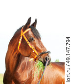 amazing breed stallion in spainish halter sunny day. Стоковое фото, агентство Ingram Publishing / Фотобанк Лори