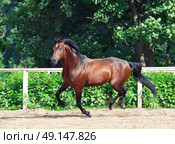 galloping bay sportive breed  horse in open manege. Стоковое фото, агентство Ingram Publishing / Фотобанк Лори