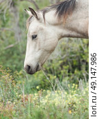 Portrait of moveing half-wild mare. liberty, Israel. Стоковое фото, агентство Ingram Publishing / Фотобанк Лори