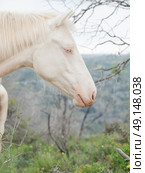portrait of albino half-wild horse. Israel . Стоковое фото, агентство Ingram Publishing / Фотобанк Лори