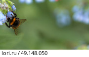 Picturesque natural background of blur of green leaves and blue comfrey flowers with bumblebee on flower in upper left corner. Macro shot. Copy space. Стоковое фото, фотограф Роман Дзюбало / Фотобанк Лори