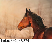 portrait of   bay horse. winter. Стоковое фото, агентство Ingram Publishing / Фотобанк Лори