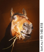funny portrait of bay horse in stable. close up. Стоковое фото, агентство Ingram Publishing / Фотобанк Лори