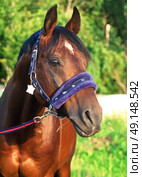 portrait of  bay horse in new halter. close up. Стоковое фото, агентство Ingram Publishing / Фотобанк Лори
