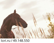 portrait of wonderful stallion in the meadow. art toned. Стоковое фото, агентство Ingram Publishing / Фотобанк Лори