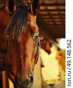portrait of bay horse at stable background. close up. Стоковое фото, агентство Ingram Publishing / Фотобанк Лори