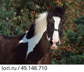 portrait of the beautiful paint draft horse. Стоковое фото, агентство Ingram Publishing / Фотобанк Лори