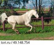 running beautiful palomino horse in paddock. Стоковое фото, агентство Ingram Publishing / Фотобанк Лори