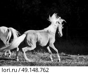  palomino welsh pony in motion at black background. Стоковое фото, агентство Ingram Publishing / Фотобанк Лори