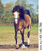 Jumping  buckskin welsh pony at  freedom. Стоковое фото, агентство Ingram Publishing / Фотобанк Лори