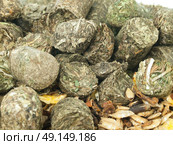 grass granule for horses background. Стоковое фото, агентство Ingram Publishing / Фотобанк Лори