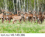 Herd of red deer stags in spring season. Стоковое фото, агентство Ingram Publishing / Фотобанк Лори