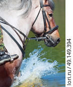 Portrait of Belgian draught horse in lake. close up. Стоковое фото, агентство Ingram Publishing / Фотобанк Лори