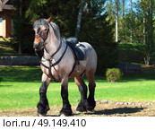 A full body shot of a Belgian draught horse. Стоковое фото, агентство Ingram Publishing / Фотобанк Лори