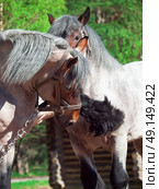 Two fighting brabant stallions rearing. . Стоковое фото, агентство Ingram Publishing / Фотобанк Лори