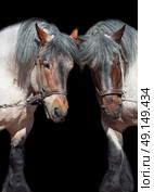 Two brabant horse  isolated on black . Стоковое фото, агентство Ingram Publishing / Фотобанк Лори