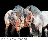 Two fighting brabant stallions.   isolated on black. Стоковое фото, агентство Ingram Publishing / Фотобанк Лори