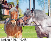 mare and stallion of brabant breed . Стоковое фото, агентство Ingram Publishing / Фотобанк Лори